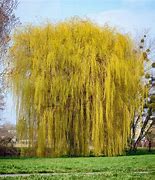 Image result for Weeping Willow Bonsai Kit