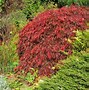 Image result for Japanese Maple Tree Clip Art