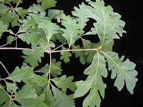 Image result for White Oak Leaf Arrangement