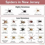 Image result for Yellow Spider Identification