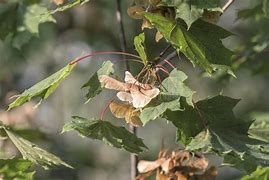 Image result for Maple Leaf Tree Seeds