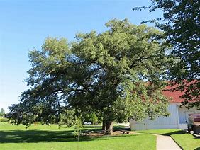 Image result for Bur Oak Tree Sapling