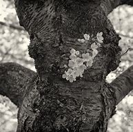 Image result for Cherry Blossom Tree Bark