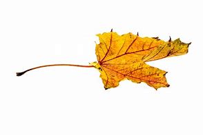 Image result for Leaf Transparent Decal