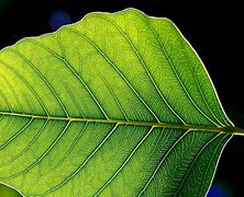 Image result for Green Leaf Template