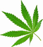 Image result for Weed Plant Clip Art