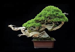 Image result for Bonsai Tree Artwork