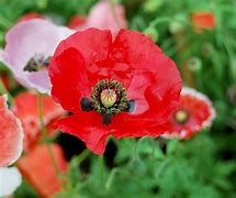 Image result for Beautiful Poppy Flower