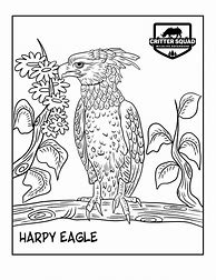 Image result for Harpy Eagle Coloring Page