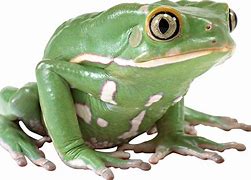 Image result for Frog Jumping PNG