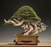 Image result for Fake Bonsai Tree