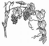 Image result for Grape Vine and Branches Clip Art