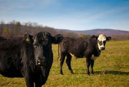 Image result for Livestock Beef Cattle