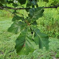 Image result for Swamp White Oak Leaf Identification