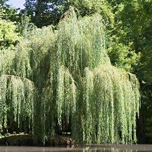 Image result for Salix Babylonica in HME Garden