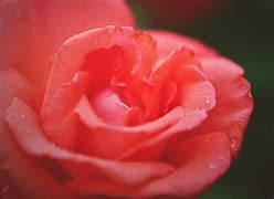 Image result for Coral Colored Roses