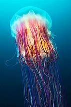 Image result for Animals Ocean Set