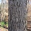 Image result for red maple bark