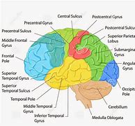 Image result for Label Parts of Brain