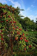 Image result for Cherry Plum Prunus Cerasifera