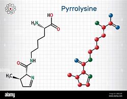 Image result for Pyrrolysine