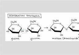 Image result for Diagarm of Dehydration Synthesis for Six Monomers