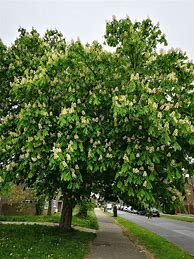 Image result for Horse Chestnut Tree Wood