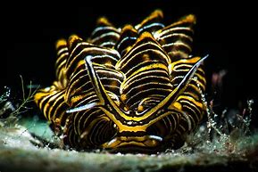 Image result for Animals Ocean Set