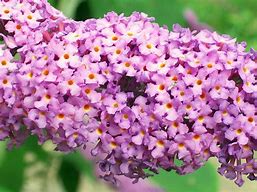 Image result for Purple Flowers Butterfly Background