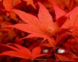 Image result for Orange Maple Tree Leaves