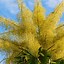 Image result for Talipot Palm Flower