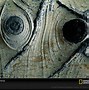 Image result for Eyes On Aspen Tree Bark