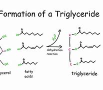 Image result for Lipid Formation