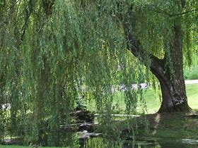 Image result for Willow Tree Theams