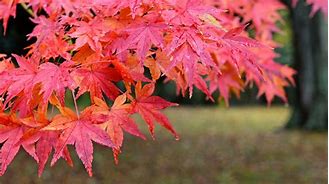 Image result for Red Maple