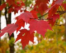 Image result for Red Sugar Maple Leaf