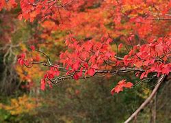 Image result for Best Fall Foliage