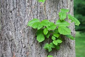 Image result for Poison Ivy Vine Growing Up a Tree