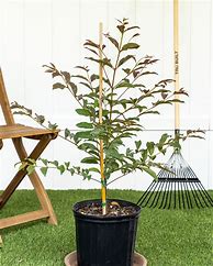 Image result for Rainbow Eucalyptus Tree Table