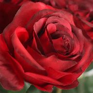 Image result for Artificial Long Stem Roses