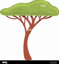 Image result for Safari Tree On White Background