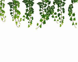 Image result for Vine Clip Art Transparent