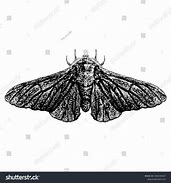 Image result for Peppered Moth Evolution Diagram