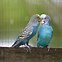 Image result for Blue Parrot