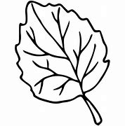 Image result for Elm Leaf Template