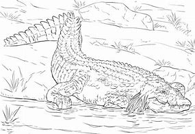 Image result for Realistic Alligator Coloring Pages