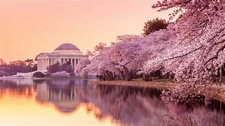 Image result for Cherry Blossoms in DC