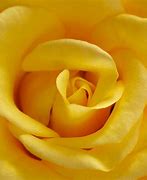 Image result for Yellow and White Roses