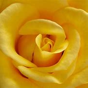 Image result for Bright Yellow Roses