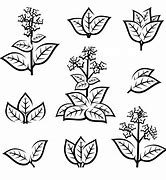 Image result for Tobacco Leaf Silhouette